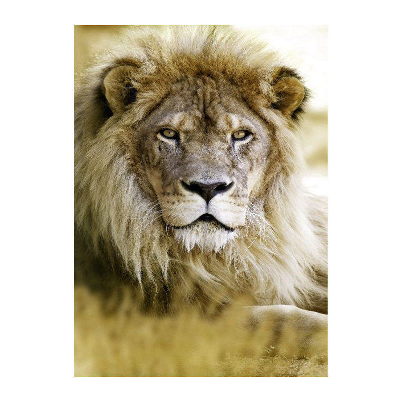 Tableau LION - Tableau animaux