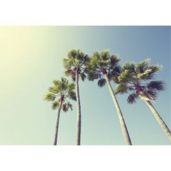 Poster tropical offrant une vue sous les feuilles de palmiers