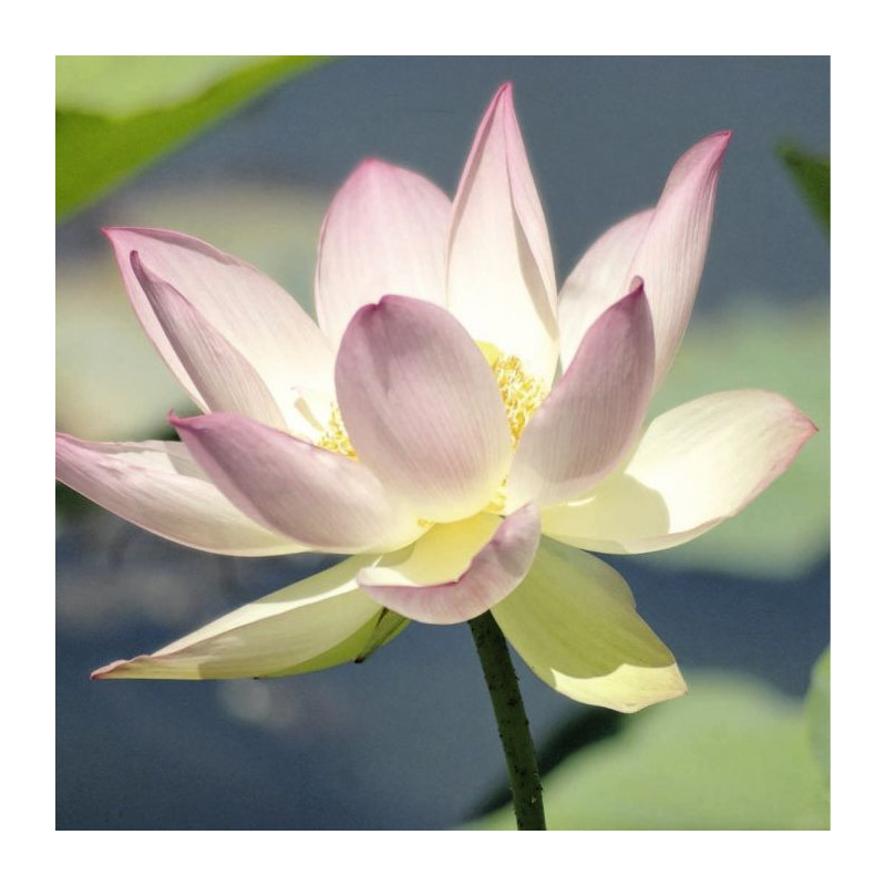 LOTUS Canvas print - Zen canvas print