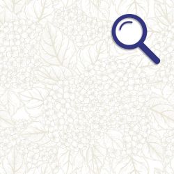 HYDRANGEA wallpaper zoom