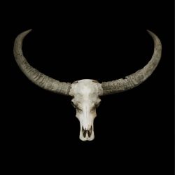 BUFFALO SKULL canvas print