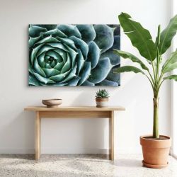 ECHEVERIA canvas