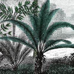 COLOURED PALM TREE ENGRAVINGWallpaper