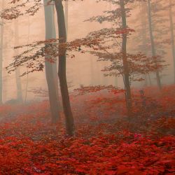 Papel pintado BOSQUE PURPURA