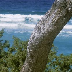 Pantalla de privacidad CORSICA