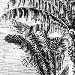 PALM TREE ENGRAVING Wallpaper