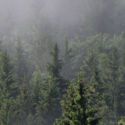 Papel pintado NIEBLA EN EL BOSQUE