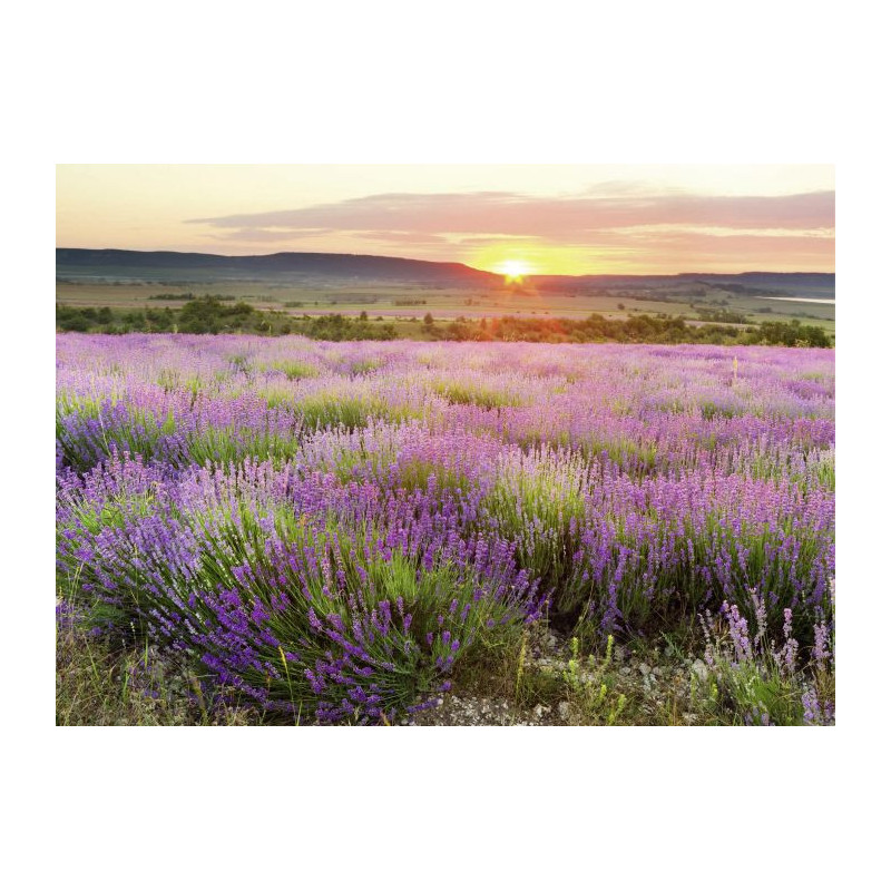 DAWN IN PROVENCE Canvas print - Landscape and nature canvas