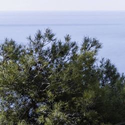 Brise vue CALANQUE DE MEJEAN