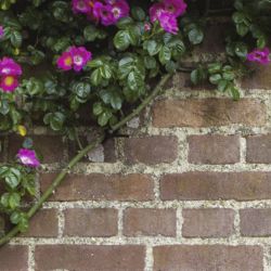 FLOWERS WALL Privacy screen