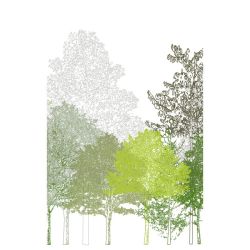 LIGHT FOREST poster