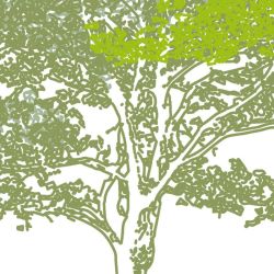 LIGHT FOREST poster