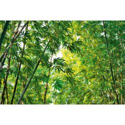 Papier peint panoramique bambou vert XXL