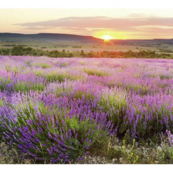 Papier Peint AUBE EN PROVENCE