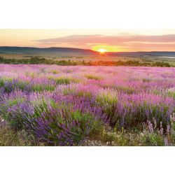 DAWN IN PROVENCE Wallpaper