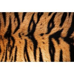 Papier peint peau de tigre