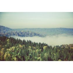 Papier peint panoramique sur mesure forêt dans la brume