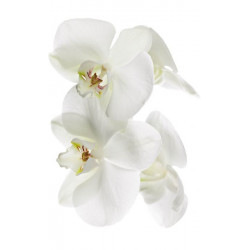 ORCHIDEE wall hanging