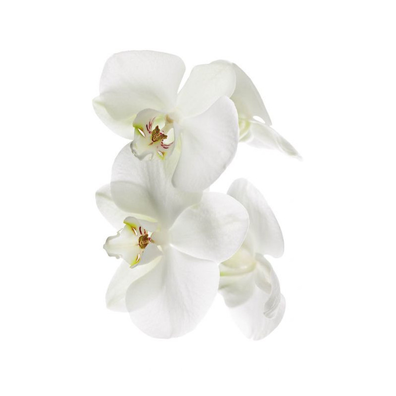 ORCHIDEE wallpaper - Floral wallpaper