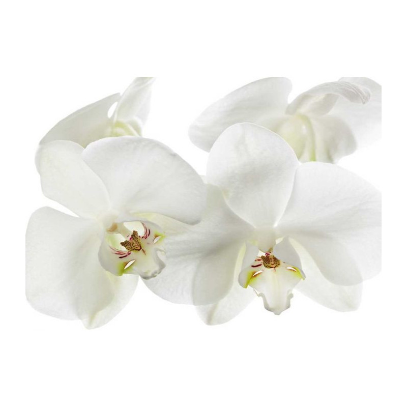 ORCHIDEE poster - Flower poster