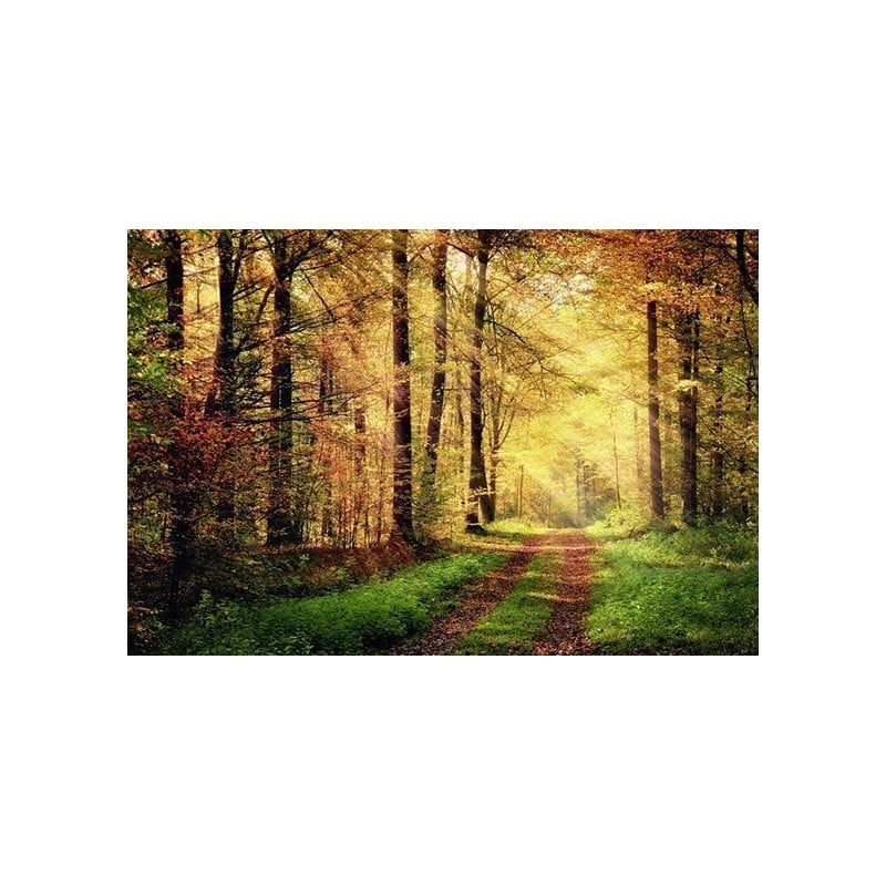 AUTUMN FOREST wallpaper - Landscape and nature wallpaper