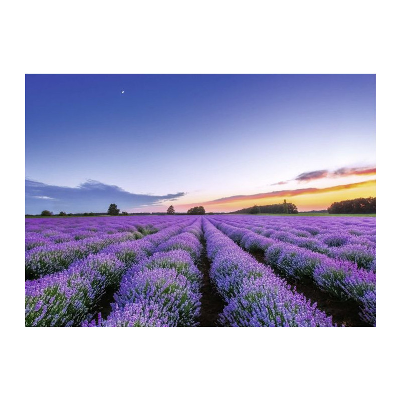 SCENT OF DAWN Canvas print - Landscape and nature canvas