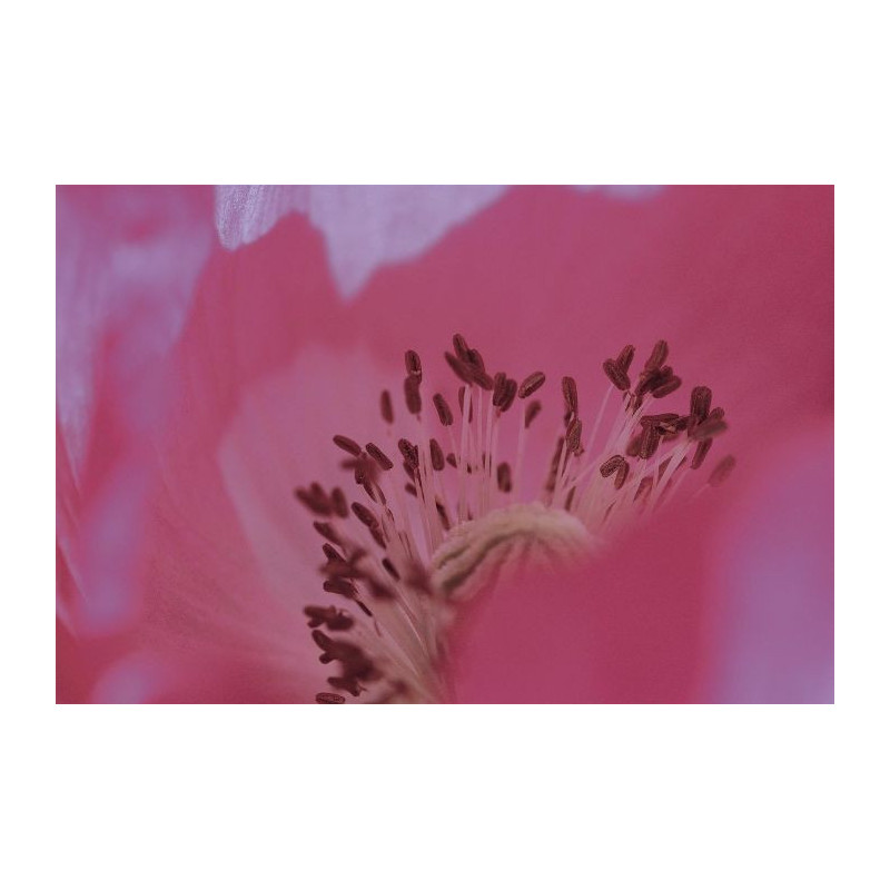 Cuadro en lienzo SINGULAR - Lienzo rosa