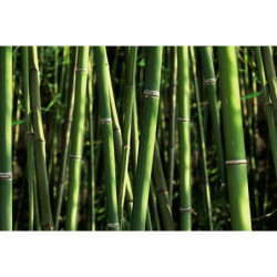 Brise vue fausse haie de bambou