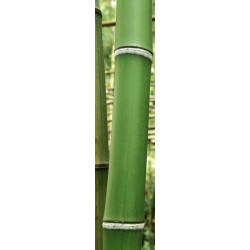 GREEN BAMBOO TREES privacy screen