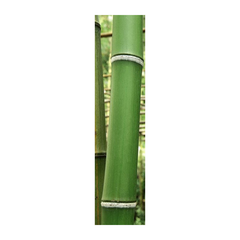 GREEN BAMBOO TREES privacy screen - Balcony privacy screen