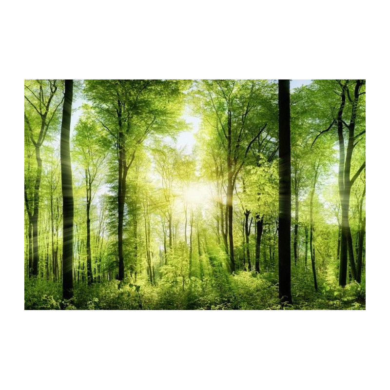 UNDERGROWTH IN THE MORNING Poster - Bedroom poster