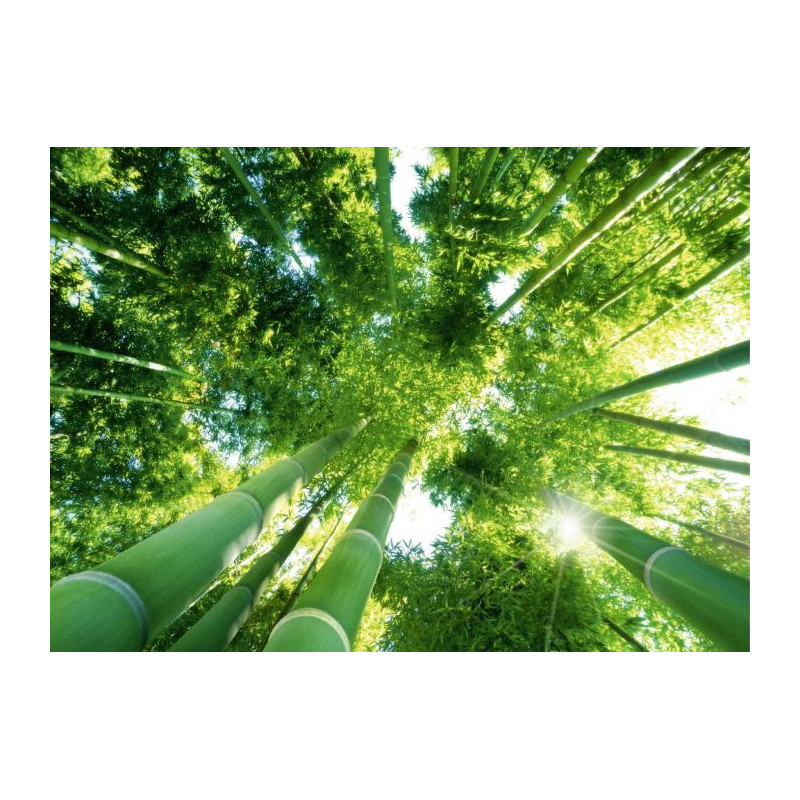 UNDER THE BAMBOO canvas print - Xxl canvas prints