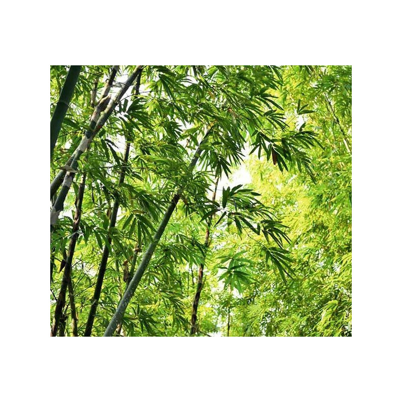 MOSO BAMBOO Poster - Green poster