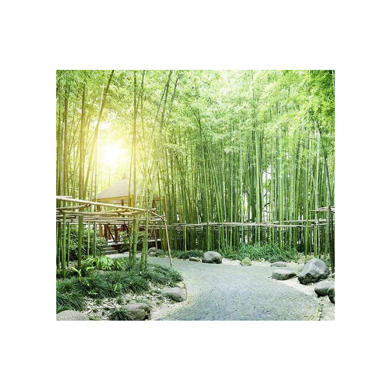 GREEN BAMBOO TREES Poster - Panoramic poster