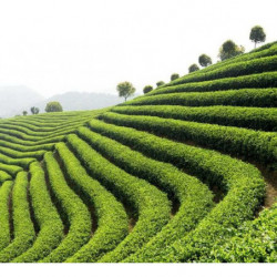 GREEN TEA wallpaper