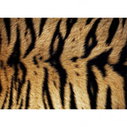 Cuadro en lienzo TIGRE DE BENGALA
