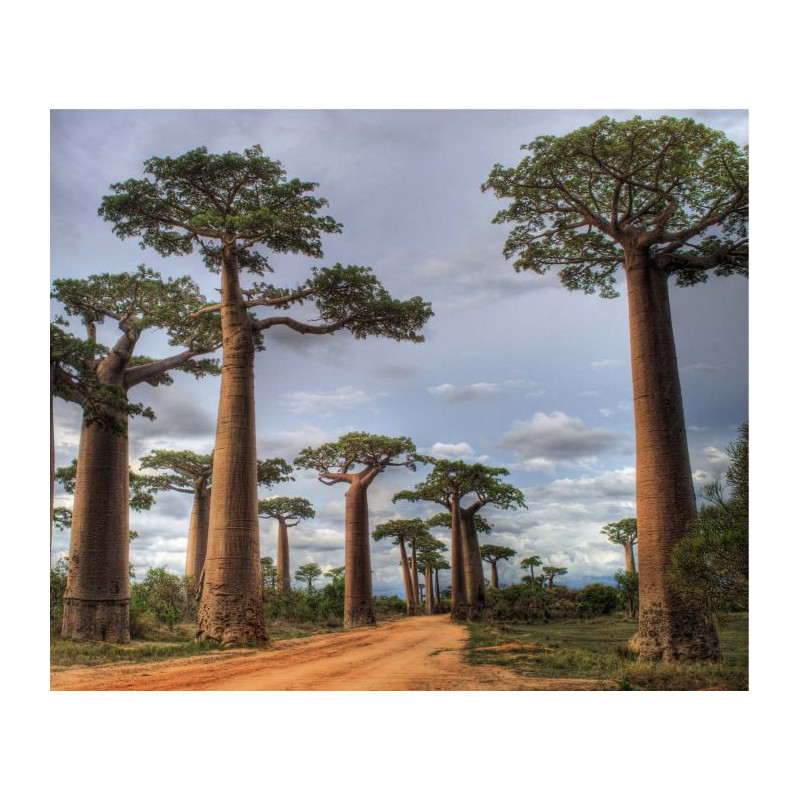 BAOBAB Wallpaper - Panoramic wallpaper