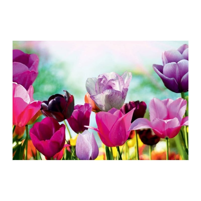 TULIPE COLORS Canvas print - Flower canvas print