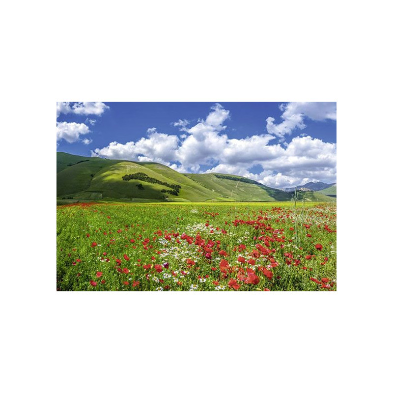 VALLEY OF THE POPPIES Wallpaper - Landscape and nature wallpaper