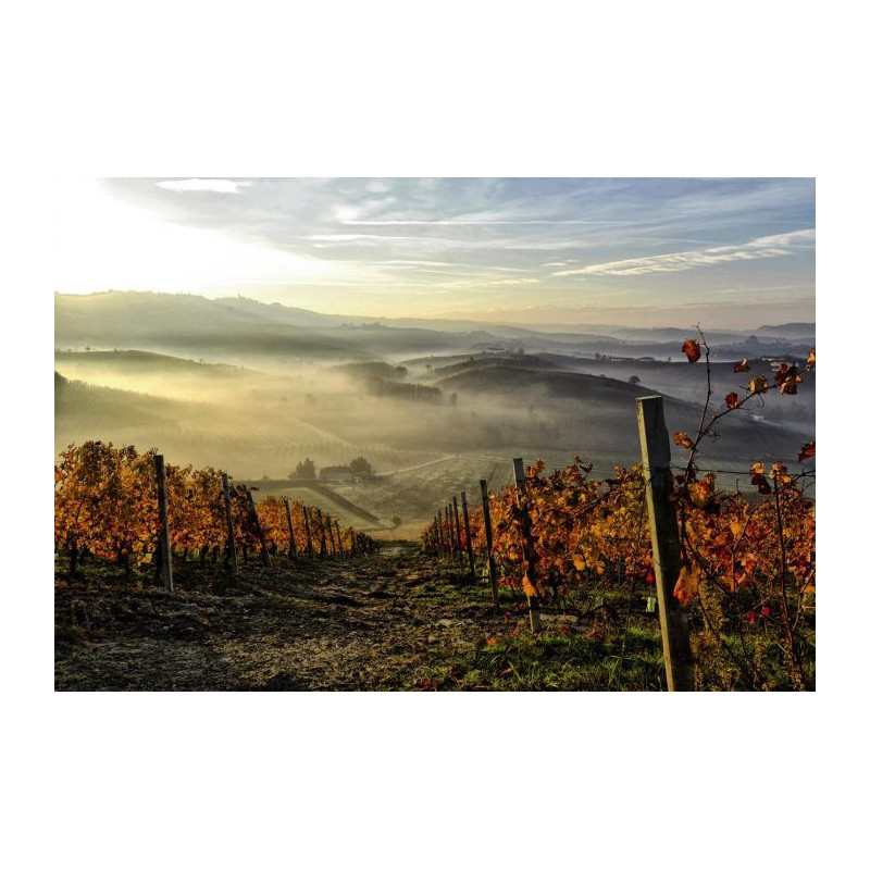 Papier peint panoramique VIGNE D'AUTOMNE - Papier peint panoramique