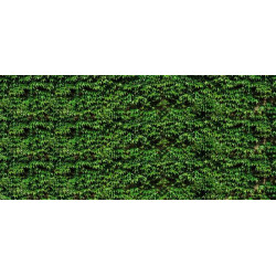VIRGINIA CREEPER Wallpaper