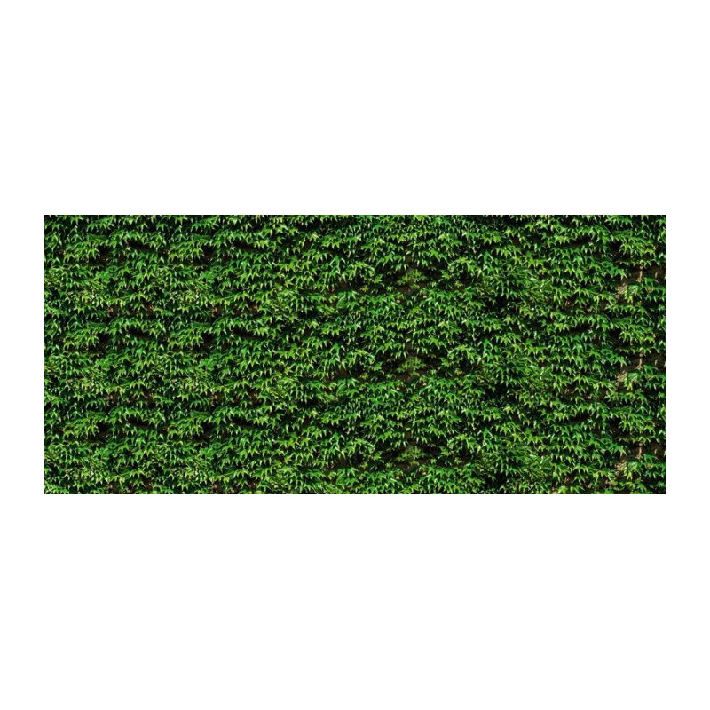 VIRGINIA CREEPER Wallpaper - Plant wallpaper