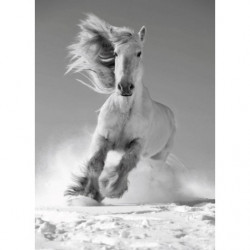 WHITE HORSE Canvas print