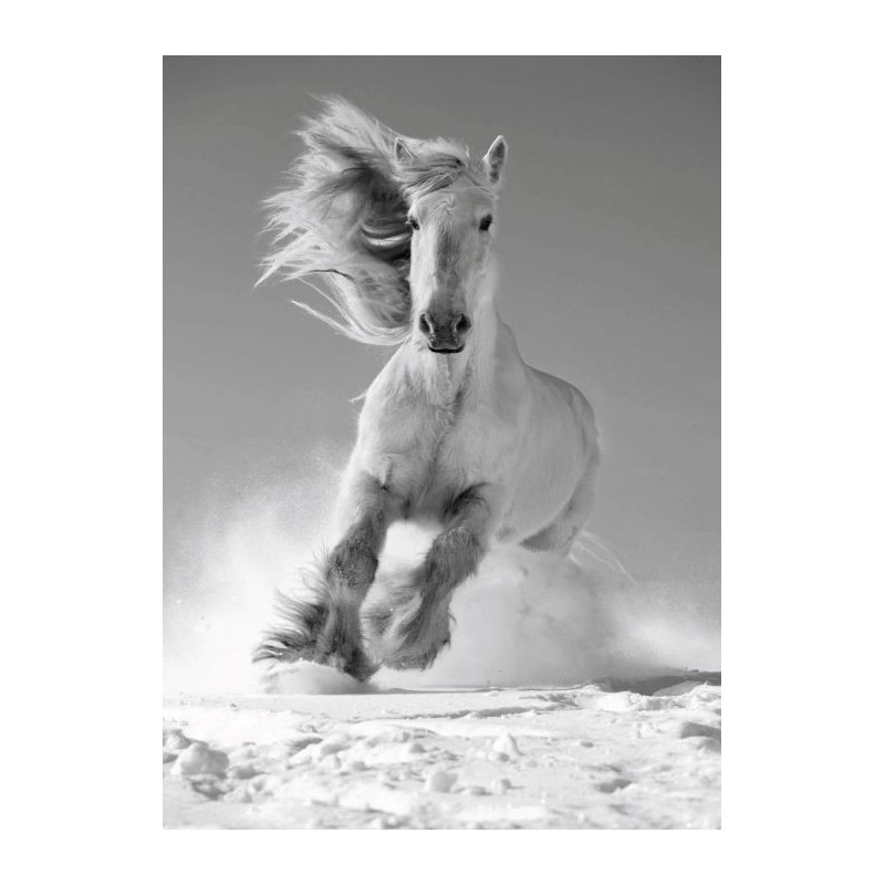 Lienzo impreso CABALLO BLANCO - Lienzo animales