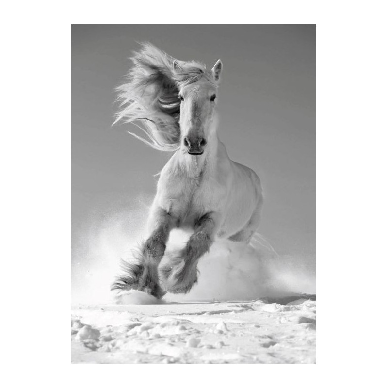 WHITE HORSE Canvas print - Animal canvas print