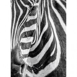 ZEBRE canvas print