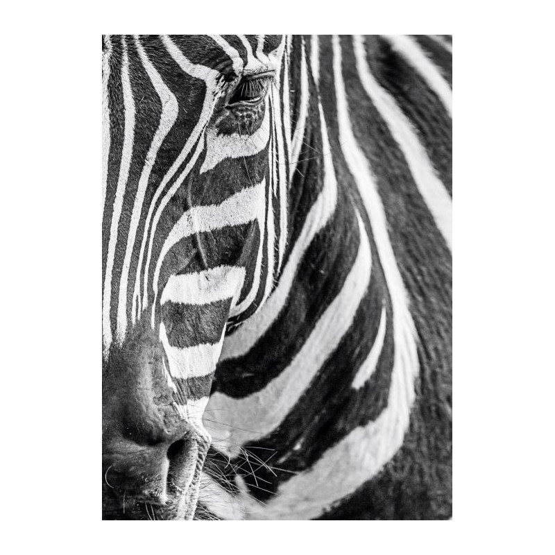 Cuadro en lienzo ZEBRA - Lienzo animales