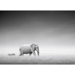 Lienzo impreso CEBRA Y ELEFANTE