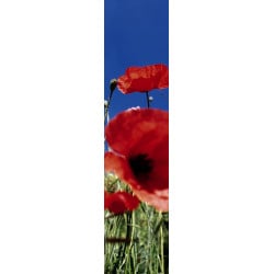 Tenture suspendue COQUELICOT