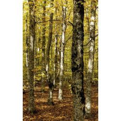 Póster BOSQUE DEL VENTOUX